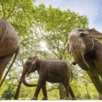 Amy Jackson Instagram - They came, they saw, they coexisted - congratulations @coexistence.story x @elephantfamily on such an incredible campaign. To my fellow Northern superwomen @mrsganesh100 @thetreesarealive - I have so much love, respect and admiration for you both, thankyou for all that you do for the Elly's and our planet 💫💚 and to the entire team at @elephantfamily thankyou for having me share this beautiful journey with you all. YOU SMASHED IT!!!!!