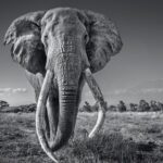Amy Jackson Instagram - ⚠️ extremely upsetting (but necessary) images on the slide. Following an undercover investigation, PETA US have just revealed South African President Cyril Ramaphosa’s hidden connections to and investments in the trophy hunting industry. This is a sick sport for psychopaths and governments who want to line their pockets at the cost of already endanagered species’ lives. In the past decade, trophy hunters have imported 2,500 animal parts into the UK, including the heads and skins of cheetahs, elephants, lions, hippos, and zebras. Hunters leave animals bleeding from painful wounds, destroy families, drive species to extinction, and then pretend that their bloodlust is “conservation”. True conservationists are those who work to keep animals alive. The UK NEEDS to deter hunters from taking part in the killing of animals by banning imports of such trophies, thereby preventing people from bringing their sick souvenirs home. Click the link in my bio to demand that PM #BorisJohnson introduces a ban now! If you want to learn more please head over to @petauk !
