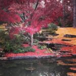 Angira Dhar Instagram - Colours of fall . #shotoniphone Durham, North Carolina