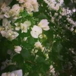 Angira Dhar Instagram - ☀️ the thing about bougainvilleas is that they kinda know the subtle art of just sitting there.. and looking and making everything beautiful around them... even on the hottest days☀️