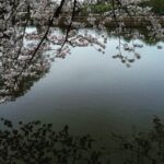 Angira Dhar Instagram - #cherryblossom 🇯🇵 上野恩賜公園 Ueno Park