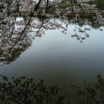 Angira Dhar Instagram – #cherryblossom 🇯🇵 上野恩賜公園 Ueno Park