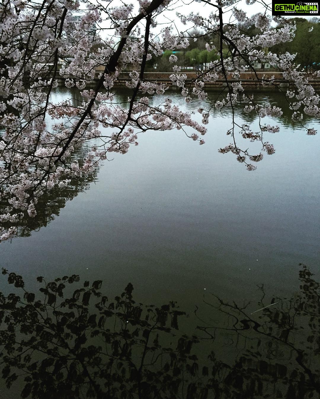 Angira Dhar Instagram - #cherryblossom π―π΅ δΈιζ©θ³ε
¬ε Ueno Park