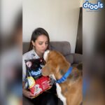 Anita Hassanandani Instagram - @DroolsIndia Feed Local, Be Vocal. During this global pandemic, we all must try to shop Swadeshi products even for our furry friends. For which I choose @droolsindia as it’s not only made in India but also fulfils their unique nutritional requirements. I urge all pet parents to help India become #Aatmannibhar by doing their bit. . . . #DroolsIndia #VocalForLocal #VocalForLocalIndia #FeedRealFeedClean #PetFood #MadeInIndiaSince2009 #ShopLocally #SwadeshiBrand #LocalToGoGlobal #FightCorona #QuarantineAndChill #Covid19 #PetParents #Pawrenting #PetFoodIndia #PetSupplies #SayNoToHandshake #AdoptDontShop #PetNutrition #PetHealth #stayhomestaysafe😷