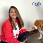 Anita Hassanandani Instagram - Since the lockdown, the strays are struggling to survive with no means of food. Today, to feed those innocent souls I urge everyone to support @droolsindia on their initiative ‘Feed The Stray’ and donate for their next meal. For every donation you make, Drools will make an additional donation of 25% in form of food to animal welfare NGO's. To donate visit @droolsindia for the link in their bio #DroolsIndia #FeedRealFeedClean #FeedTheStrays #DoYourBit #ShowYouCare #CoExist #PawrentineWithDrools #DonateDontWait #Strays #FightCorona #Covid19 #PetParents #Pawrenting #PetFood #WelfareOfStrays #SayNoToHandshake #AdoptDontShop #PetCare #PetNutrition #PetHealth #StayHomeStaySafe