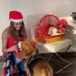 Anita Hassanandani Instagram - @droolsIndia This Christmas who's your Secret Santa? Mine is Mowgli my #FourLeggedSecretSanta who brings immense love and happiness to my life. We thank @droolsindia for this droolicious and nutritious hamper for my furball. Get your furry friend this droolicious hamper today by simply clicking on the link in the @droolsindia bio and sharing a picture of you with your furry using the drools Instagram filter. Don’t forget to tag @droolsindia Wish you a Merry Christmas and a Happy New Year ! #Drools #FeedRealFeedClean #MerryChristmas #DogFood #FoodForDogs #DogNutrition #RealChicken #healthydogfood #Dog #PetCare #Pets #festivals #WhatsGoodForYourDog #HappyDog #DogLife #FurryFriends #HappyNewYear #petwelfare #petfriendly #cats