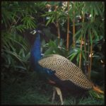 Anushka Sharma Instagram - Peacock eating cardamom 👼