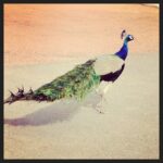 Anushka Sharma Instagram - Flutter your feathers...