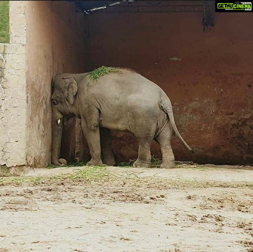 Anushka Sharma Instagram - #Repost @tedthestoner Not even a hundred days of lockdown and all of us are complaining about feeling anxious, depressed or simply unwell. We speak about our desires to roam free because we feel caged. Remember your current state the next time you visit a zoo, a circus or any other established that keeps animals caged. We are all guilty of visiting these places, but somewhere down the line this has to stop. They weren't born for your entertainment. They have a life, just like you. Keeping a life caged for your entertainment is too unfair. Every voice matters. They feel the anxiety too. They feel the same trauma you feel when you're caged, that added with a thousand people irritating them by invading their private space. Make a choice. It counts.