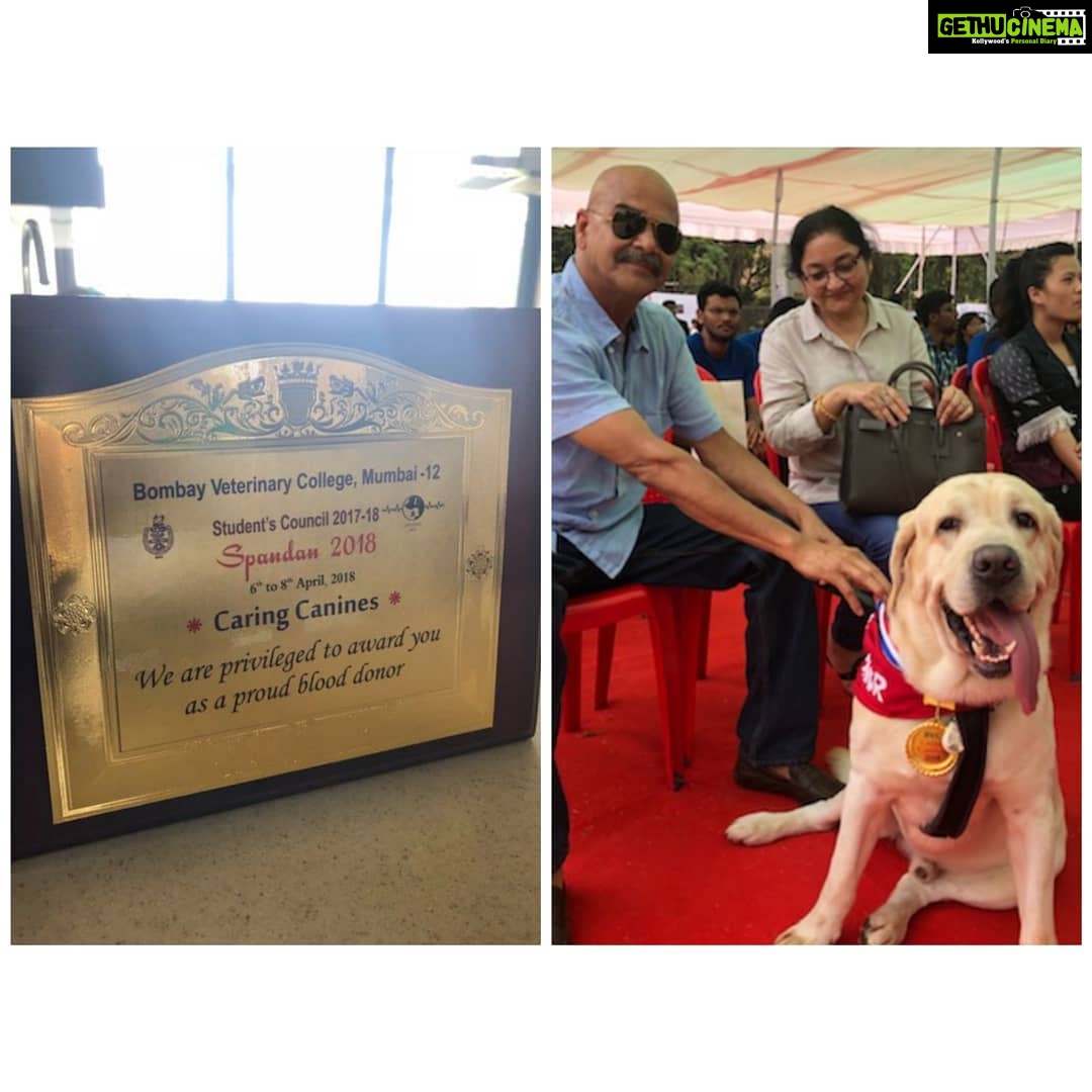 Anushka Sharma Instagram - Dude becomes a proud blood donor, he got to save the life of another dog in need. Thanks to @bvcstudentcouncil_18 for organising this event & creating awareness. I hope this encourages all those of you with pets to do the same! ๐ถ