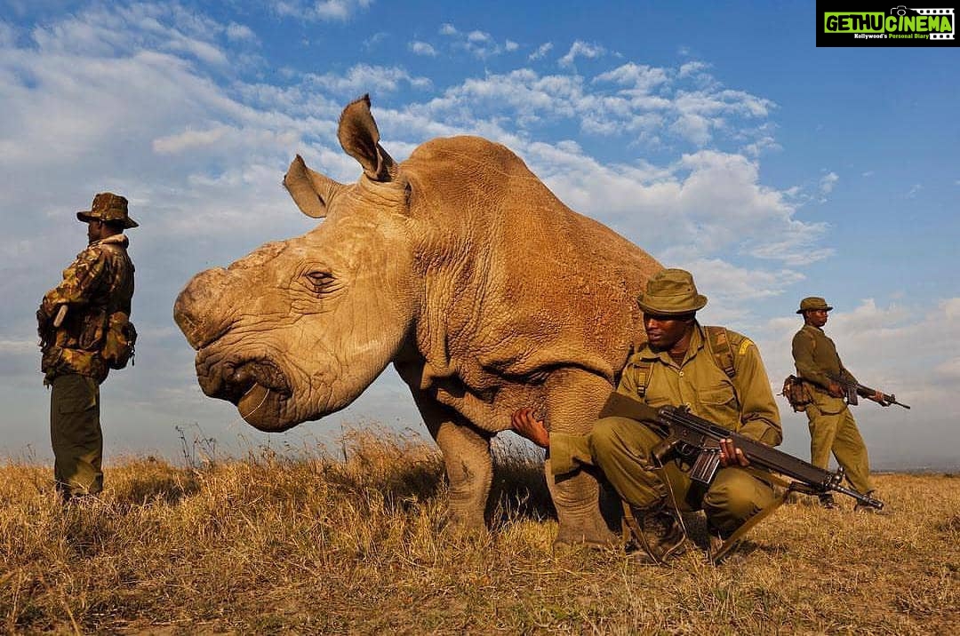 Anushka Sharma Instagram - RIP Sudan. Your species survived a million years & could have survived a lot more had we been more careful. The last northern white male rhino passes away and just like that - the species is extinct. What. Are. We. Doing? #WeDidThis #SudansLegacy