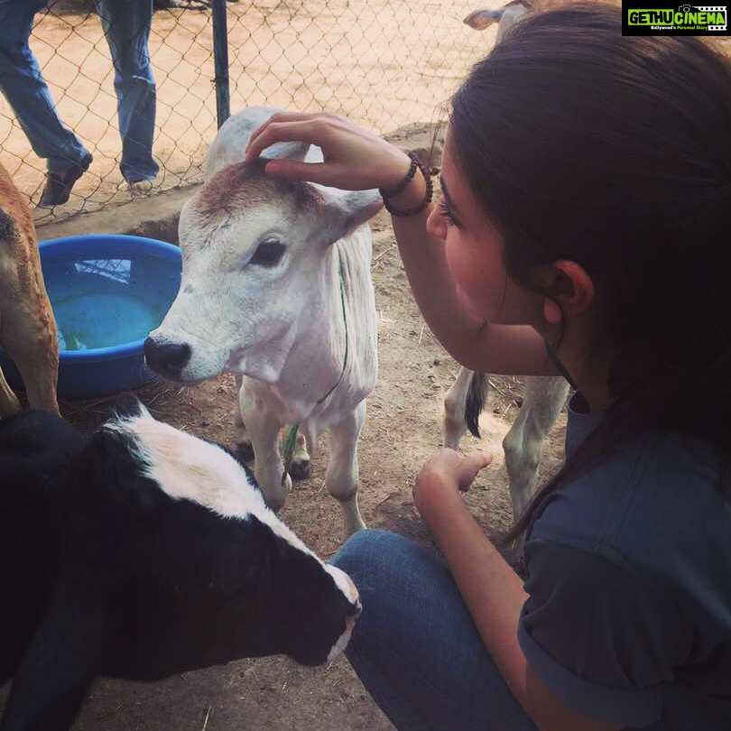 Anushka Sharma Instagram - Spent the day at Udaipur's animal rescue & shelter, @animalaid_india. Some really incredible work is being done by Jim, Erika, Claire, Neha, Raj & others. Please do visit the place or donate towards the efforts being done by them for animal care http://animalaidunlimited.org. To experience what the true power of being a human is, is to spend a day in the care of voiceless & injured animals ππΌ Feeling so so blessed & inspired ππΌππΌππΌ