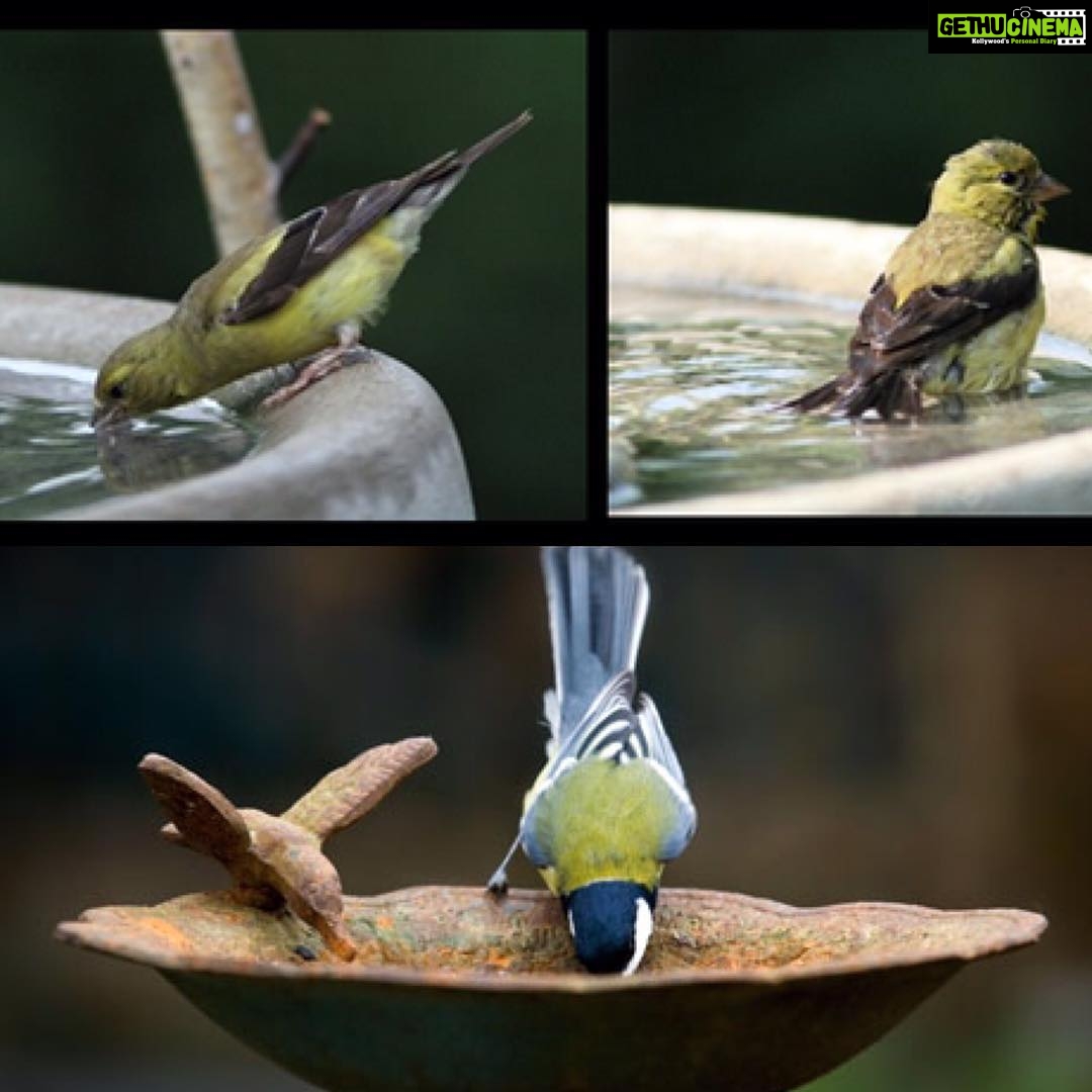 Anushka Sharma Instagram - Hey guys ! The dreadful summer heat is here . And you know it's too hot to handle. So , please take a moment to think of all the birds around your home who are suffering the heat like you and a lot more because they don't have fans & AC's like you & me . Also, they don't have constant supply of water to drink like you & I . I request you all to keep drinking water outside & around your homes & offices for the birds to drink from and help them through this blistering summer ππΌππΌππΌ