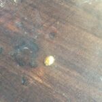 Anushka Sharma Instagram – Just look at this beautiful insect ! It’s frikkin colour is gold !