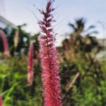 Arav Instagram – Colors of nature 🌷

#mobilephotography #samsungfold