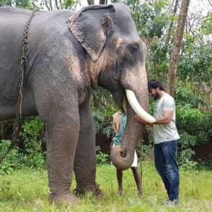 Arav Instagram - 😑😑😑😞😞😞"She trusted everyone. When the pineapple she ate exploded, she must have been shocked not thinking about herself, but about the child she was going to give birth to in 18 to 20 months," Why??? Why are we humans doing this? Where's Humanity? 
We are the first to even have animal Gods

Ive been with these innocent animals for about a months time in the same Palakkad district of Kerala. I ate, slept, hugged and played with them throughout this period, they were so innocent and harmless. Never they have tried to harm me. Everyday they welcome me with a warm hug and a smile and never wanted me to leave them end of the day. Initially seeing them even I was afraid, but being with them I realised they are more innocent like a new born baby,  loving and caring unconditionally. They always wanted to get pampered and loved. 
I'm really so worried from seeing the news this morning, dint know if I've to post something. But I thought since I've been with them, I really have to say it to the world. "Animals are all, Better than Humans. The most Cruel Animal in the world is Humans"😡😡 "The world is not only for Humans"😑😑😞😞 Let's live together with Love Peace and Harmony

#riphumanity #elephant #RIPHumanity