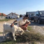 Banita Sandhu Instagram - *goes to a dog shelter, pets a goat*