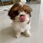 Daisy Shah Instagram – Welcome to the social world my baby! ❤️

Posted @withregram • @theoshahofficial Hello everybody! My name is Theo and I am here to spread happiness and love… Well!!! Also to share a lot of masti videos and posts with my mom, nani n masi 🤪🤗❤️
.
.
.
#daisyshah #theoshah #dogmom
.
.
P.s As promised this be his cutest pic till date! Many more to come.. show some love to my boy 🤗