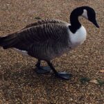 Deeksha Seth Instagram – Duck walk..😃😃😃….used to love watching #ducktales..Uncle Scrooge ..❤️ Hyde Park