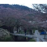 Deeksha Seth Instagram – Philosophers path ..#kyoto #japan #holiday Philosopher’s Path