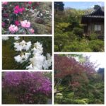 Deeksha Seth Instagram - Nature at its best #nofilter #japan #holiday Arashiyama, Kyoto Japan.