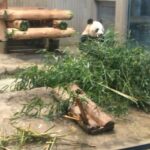 Deeksha Seth Instagram - I ❤️ pandas! #tokyo #holiday Ueno Zoo