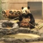 Deeksha Seth Instagram - Wohoooo saw a panda today ..#favourite #tokyo #holiday Ueno Zoo