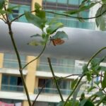 Dia Mirza Instagram - Tawny Coster just born 🦋 #Butterflies in our Balcony. Despite the strong winds this fragile looking creature held strong and then spread her wings and took flight. What a wonderful sight! #ForNature #GenerationRestoration #MondayMotivation Bandra World of Storytellers