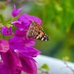 Dia Mirza Instagram - Spent a whole hour watching ‘The Painted Lady’ yesterday. Yes, an hour…. Because “what is this life, if full of care, we have no time to stand and stare?” Also, this butterfly reminded me of Seher so much… and the gentle message she painted on my heart. Nature heals. Make time #ForNature. For your own health and well being 🌏💚🌳🦋 #GreenUrbanLiving #GlobalGoals #ClimateAction #GenerationRestoration India