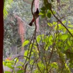 Dia Mirza Instagram – “I want to sing like the birds sing, not worrying about who hears or what they think.”
— Rumi

Nature in our window 😍🌏🌳💚 #ForNature #GenerationRestoration #RedVentedBulBul #Birds India