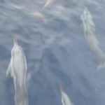 Dia Mirza Instagram - This gave us so much joy and peace 💙🌏 Looking back at this today felt so much joy all over again 🙃 Was having a rough day, this helped lift the spirit 🙏🏻 #TuesdayVibes #Dolphins #WildForLife #SeaLife #SharingJoy Maldives