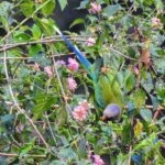 Dia Mirza Instagram - Parakeets are one of my favourite birds! So many right outside our window here in Mumbai. But this is the first time i saw plum headed parakeets in the wild! What a gorgeous sight 😍🦜🌏 #ForNature #BirdsOfIndia #TravelWithDee #nagarholetigerreserve #ForPeopleForPlanet