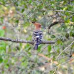 Dia Mirza Instagram - There’s something quite amazing about the #Hoopoe! Named after their call, (you must google it) that is so distinct and sweet. I photographed this bird for the first time and each time i saw one in flight it would take my breath away. #ForNature #BirdsOfIndia #NagarholeTigerReserve #GlobalGoals #ForPeopleForPlanet #TravelWithDee