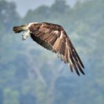 Dia Mirza Instagram – You know that joy when you watch a bird? That joy 💚  Osprey! 

#ForNature #BirdsOfIndia #NatureBasedSolutions #BuildBackBetter #GlobalGoals #ForPeopleForPlanet #WildForLife #TravelWithDee