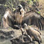 Dia Mirza Instagram – Vultures are on the IUCN Critically Endangered Red List. I had never seen #Vultures until this moment at #NagarholeTigerReserve. Remember the song from Jungle Book – ‘Thats what friends are for’? 

Thats What Friends Are For 

We’re your friends
We’re your friends
We’re your friends to the bitter end

When you’re alone
Who comes around
To pluck you up
When you are down
And when you’re outside, looking in
Who’s there to open the door?
That’s what friends are for!

Who’s always eager to extend
A friendly claw?
That’s what friends are for!

And when you’re lost in dire need
Who’s at your side at lightning speed?
We’re friends of every creature
Comin’ down the pike
In fact we never met an animal
We didn’t like, didn’t like

So you can see
We’re friends in need
And friends in need
Are friends indeed
We’ll keep you safe
In the jungle forevermore
That’s what friends are for! 

#ForNature #BuildBackBetter #GlobalGoals #NatureBasedSolutions #WildForLife #IncredibleIndia #TravelWithDee #BirdsOfIndia