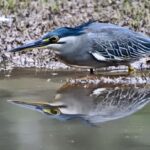 Dia Mirza Instagram - Every moment that i am with Nature takes my breath away! This bird is a Striated Heron. Spent Christmas at Kabini , #NagarholeTigerReserve. Being with nature was a powerful reminder that all that we are or hope to be depends entirely now on how we treat nature. Let 2021 help each of us care #ForNature 💚🌏 #BuildBackBetter #IncredibleIndia #TravelWithDee #BirdsOfIndia #WildForLife #NatureBasedSolutions #GlobalGoals