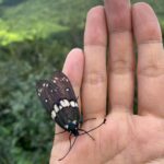 Dia Mirza Instagram – At first i thought this beauty was a butterfly, turns out it’s a moth… nature’s creations never cease to amaze.  While in flight the wings open up to reveal a electric blue and bright yellow. Anyone know what this beauty is called? 

🤍🌳🕊🌏 #ForNature Earth