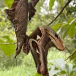 Dia Mirza Instagram – #AtlasMoth! Struck by wonder for this glorious being 💚🌏 The atlas moth is one of the largest lepidopterans, with a wingspan measuring up to 24 cm (9.4 in) and a wing surface area of about 160 cm. The atlas moth has no mouth, and they do not eat once they have emerged from the cocoon, relying on fat storage for energy. Every flight takes valuable energy and can take days off their already short lives, as it has a very short life span of only one to two weeks.They conserve energy by flying as little as possible. #ForNature #NaturesCanvas India