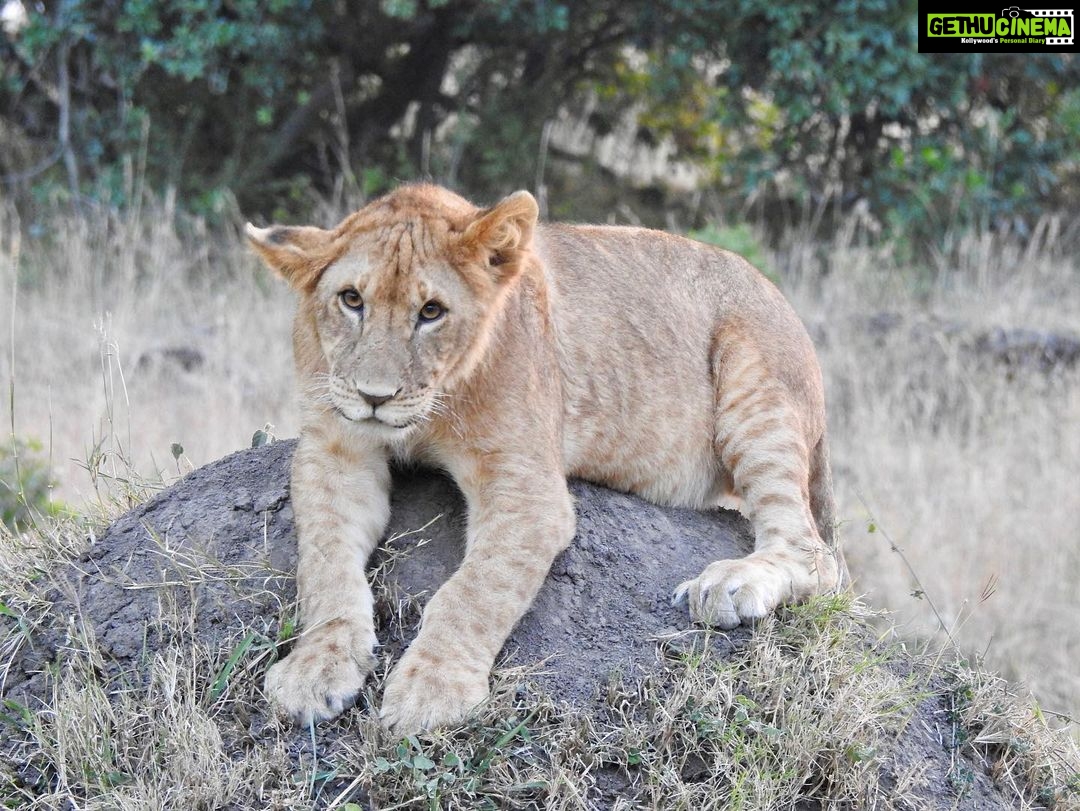 Dia Mirza Instagram - This #WorldLionDay letβs celebrate our majestic #BigCats and resolve to do all we can to ensure they remain #WildForLife #ForPeopleForPlanet. πΈ by me π¦π DYK that India is home to the largest population of #AsiaticLions? These are images of #AfricanLions π¦ @unep @UN @uninindia @unsdgadvocates Earth