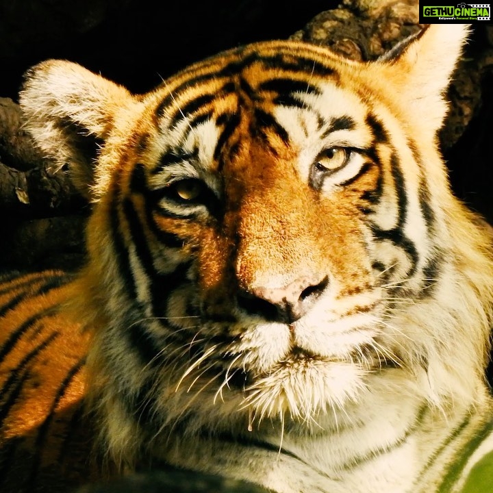 Dia Mirza Instagram - #InternationalTigerDay 🐯🌳🌏 97% of Tiger numbers have been lost globally. 3 of the 8 subspecies of Tigers are now extinct. 93% of Global Tiger Range has been lost in the last 100 years. Tiger numbers have improved in the last decade bringing them back from the brink of extinction. There are now 3600 Tigers in the wild. 🐯 India is home to 70% of the world’s wild tiger population. 🇮🇳 300 rivers in India originate from Tiger Forests. Every Tiger reserve can be linked to a major Indian River as the catchment area. 💧 Tiger forests provide us tangible and intangible social, environmental and economic benefits. 🌳 Tiger Forests regulate Climate, sequester carbon, provide fresh water and air, control soil erosion, contribute to tourism and employment. 🌏 Our lives, well being, peace, prosperity is linked to the Tiger. As an ‘umbrella species’, the conservation of tigers is integral to their entire ecosystem - one that millions of human lives depend on as well. There would be no conservation without the unsung frontline heroes who risk their lives to protect our forests and its inhabitants. I salute all the forest guards/rangers, our green soldiers, our #VanRakshaks 🐯🙏🏻 Let’s take the time today, on International Tiger Day to understand the world around us a little bit better and do our part to make a difference.🐯 -Support Natural Defenders. - Participate in campaigns to raise awareness. - Support Gov and NGO’s that work to protect wildlife - Consume less, waste less and conserve and manage natural resources in daily life 🙌🏼 📸 by me 💚 #InternationalTigerDay #WildForlife #ForeverWild #SaveTheTigers #SDGs #ForPeopleForPlanet #BetterWithForests #ForNature #RoyalBengalTiger #NationalAnimal @unep @uninindia @unsdgadvocates @unitednations @undpinindia