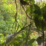 Dia Mirza Instagram - “In order to see birds it is necessary to become a part of the silence.” - Robert Lynd #SeekNature #ForNature #Birds #RedVentedBulbul #Bornfree