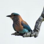 Dia Mirza Instagram – The Indian Roller. Also called the Neel Kant. Always takes my breath away! Isn’t this bird just beautiful? 📸 by me 🙃 #ForNature