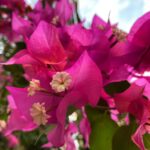 Dia Mirza Instagram - These flowers have been withstanding the strong winds and heavy rains. Looking at them every day and reminded that however turbulent our times may be, so long as we can remain true to our ‘nature’ we will offer love and beauty... #MondayMotivation #StayStrong #NaturesCanvas #ForNature