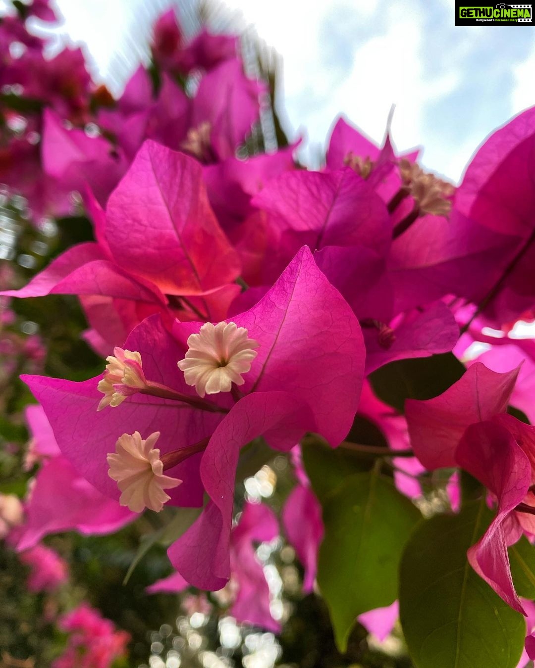 Dia Mirza Instagram - These flowers have been withstanding the strong winds and heavy rains. Looking at them every day and reminded that however turbulent our times may be, so long as we can remain true to our ‘nature’ we will offer love and beauty... #MondayMotivation #StayStrong #NaturesCanvas #ForNature