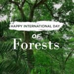 Dia Mirza Instagram – ‪Forests and trees support ALL life on Earth. Our forests must thrive so we can all continue to enjoy the benefits that nature provides. #WildLife #Biodiversity must remain #ForeverWild 🌳🐯 Happy #InternationalForestDay #WorldForestDay! Do share your photography as well today and let me know in the comments below what is your favourite moment from this little peek into the wondrous #Ranthambore 🦚#GlobalGoals #Biodiversity2020 #WildForLife #SDGs  #IntlForestDay #IncredibleIndia #ChampionsForNature #JoinOurHerd  #BetterWithForests @wildlifetrustofindia @vivek4wild @ifawglobal ‬