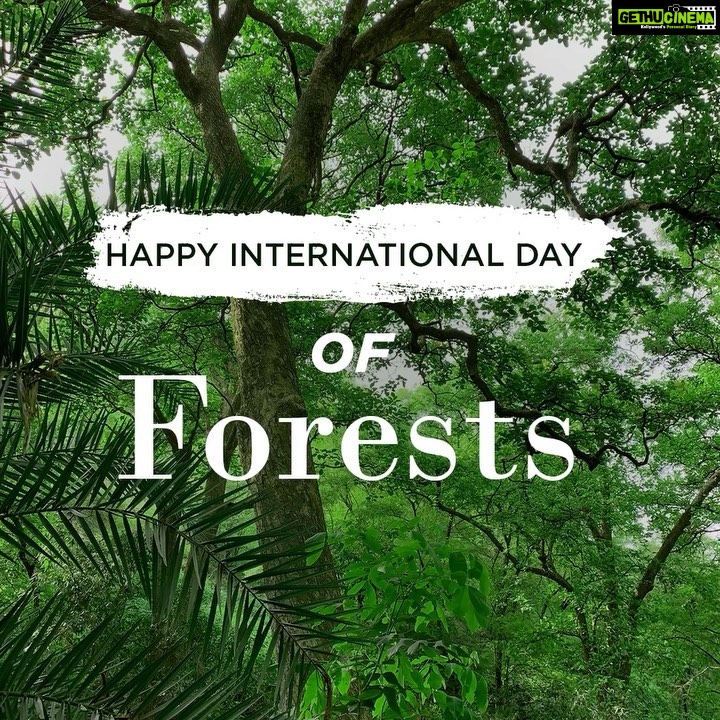 Dia Mirza Instagram - Forests and trees support ALL life on Earth. Our forests must thrive so we can all continue to enjoy the benefits that nature provides. #WildLife #Biodiversity must remain #ForeverWild 🌳🐯 Happy #InternationalForestDay #WorldForestDay! Do share your photography as well today and let me know in the comments below what is your favourite moment from this little peek into the wondrous #Ranthambore 🦚#GlobalGoals #Biodiversity2020 #WildForLife #SDGs #IntlForestDay #IncredibleIndia #ChampionsForNature #JoinOurHerd #BetterWithForests @wildlifetrustofindia @vivek4wild @ifawglobal 