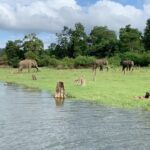 Dia Mirza Instagram - Whether it was my journey along our River #Ganga or #Kapila a tributary of #Cauvery it is so simple to see Rivers are lifeblood for millions of species. They nourish and protect us all 🌏 Rivers have inspired people, poets, craftsmanship, art, cuisine, culture and much much more. These rich systems that foster life need our love and care. This International Day Of Action For Rivers and everyday let’s do our bit to keep our Rivers free of pollution. #BeatPollution #BeatPlasticPollution #SayNotToSingleUsePlastics #InternationalDayOfActionForRivers2020 #SDG14 #IncredibleIndia