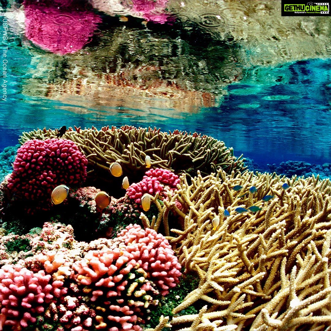 Dia Mirza Instagram - It’s #WorldWildlifeDay 🌎 Let’s discover the value of some of the most biodiverse places on Earth, #CoralReefs! We can continue to pledge our support to our fellow kindred species. Head to my bio and take the quiz! Just one step can help protect marine life. #GlowingGone #WildForLife #Biodiversity2020 #SustainingAllLife #GlobalGoals #Sdgs #BeatPollution #BeatPlasticPollution @unitednations @unsdgadvocates @unep