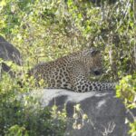 Dia Mirza Instagram - Evening 2 : Yala National Park and Wild Coast Lodge We spotted our first wild #Leopard who appeared to be in no mood to acknowledge our presence. He was resting on a rock millions of years old and just being... We also spotted our first wild #AsianElephant. DYK Elephants take 10-15 min naps? After a week or two weeks they lay down flat on the ground and sleep for a good 2hrs-3hrs straight! #TravelWithDee #WildForLife #KidsForTigers #SDGs @sanctuaryasia @wildcoastlodge @bittusahgal @narniaa Yala, Sri Lanka