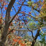 Dia Mirza Instagram - After all the snow had melted on the lower mountain ranges, this riot of colour emerged... a reminder that after a cold cold time, there was water and life to bring forth abundant life. Gifts from nature. #Kaafir #TravelWithDee #FlashbackFridays #KalpaValley #Himachal #incredibleIndia #OneIndiaStories Kalpa, Himachal Pradesh